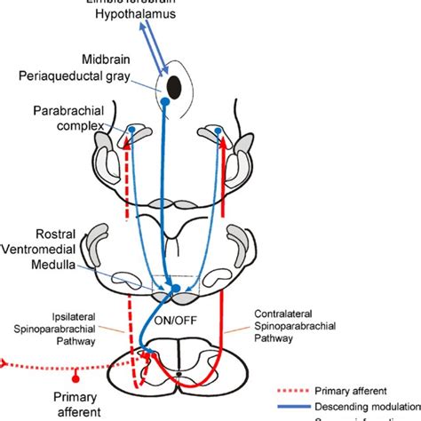 Understanding the Pag.